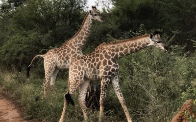 10 Tantalizing Trip-Planning Must-Knows About South Africa
