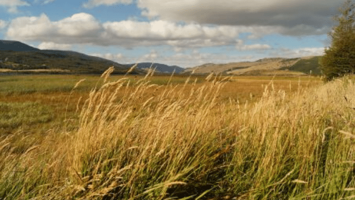 Chile movies, 9 Movies That Will Transport You to Latin America - While You Stay At Home