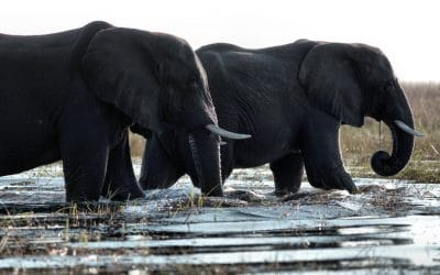 An African Safari in Wildlife-Rich Botswana