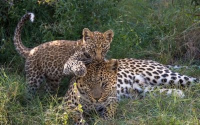 Africa’s Most Sought-After Safari Experiences