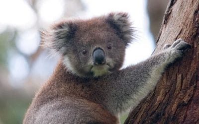 Australia Travel: It’s All Still There