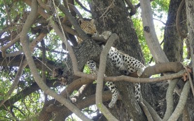 Botswana Safari – Part 1: Lessons Learned from the Leopard I Didn’t Find