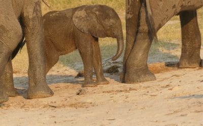 Why Take Kids on Safari: It Could Be One of the Greatest Gifts You Can Give