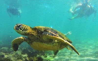 A Perfect Family Adventure Destination: Your Ecuador and Galápagos Family Vacation Dream