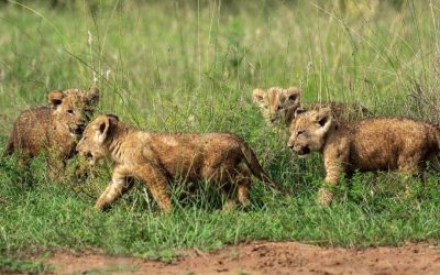 How Custom Travel Helps to Protect and Grow Lion Prides in Africa